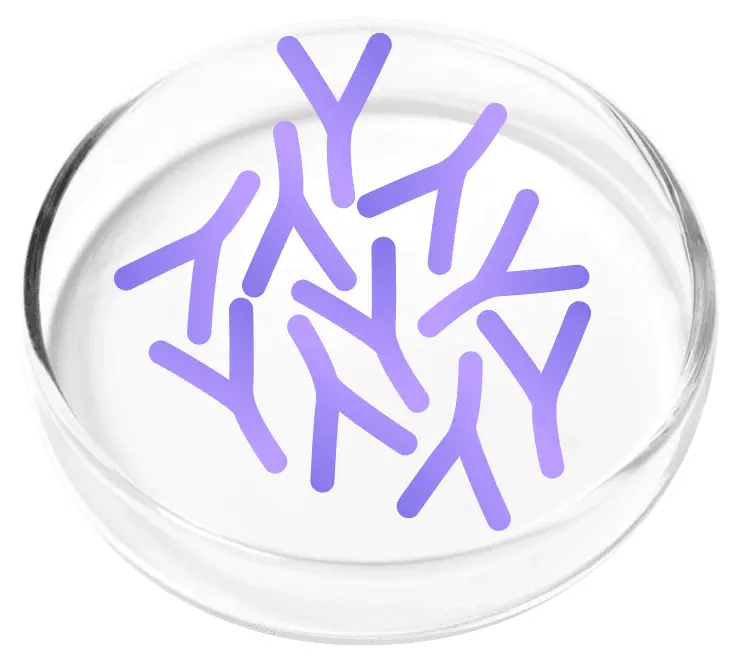 Lactobacillus Plantarum